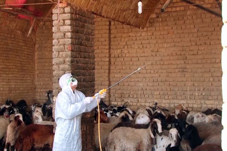 اردیبهشت و خرداد مراقب باشید؛بیماری تب کریمه کنگو در کمین است