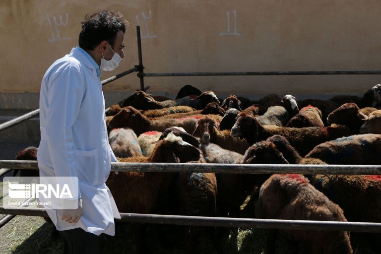 کانون مشکوک به بیماری سیاه‌زخم در ایلام قرنطینه شد