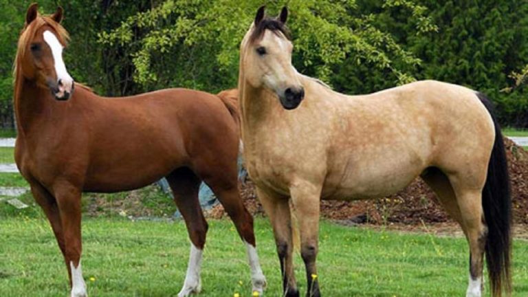 ساوجبلاغ البرز قطب صنعت پرورش اسب در البرز است